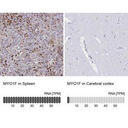 Myosin IF Antibody, Novus Biologicals:Antibodies:Primary Antibodies